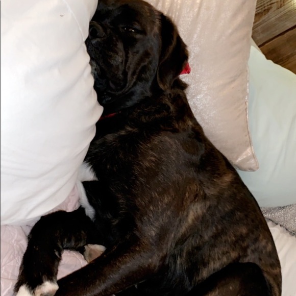 •PET FRIENDLY HOME!!• - Picture 2 of 2